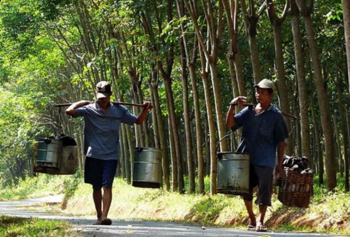 全球25個國家餘100位天然橡膠進口商2日將齊聚泰國曼谷